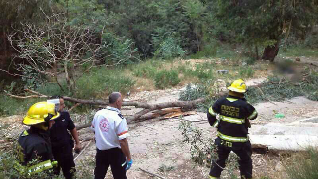 העץ שקרס והרג את האישה (צילום: דוברות  מד"א) (צילום: דוברות  מד