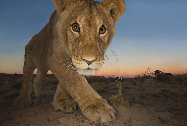  (צילום: Hannes Lochner, South Africa, wildlife Photographer of the Year 2013)