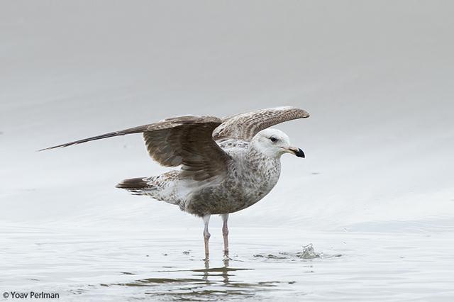 שחף אמריקני (American Herring Gull) (צילום: יואב פרלמן, החברה להגנת הטבע) (צילום: יואב פרלמן, החברה להגנת הטבע)