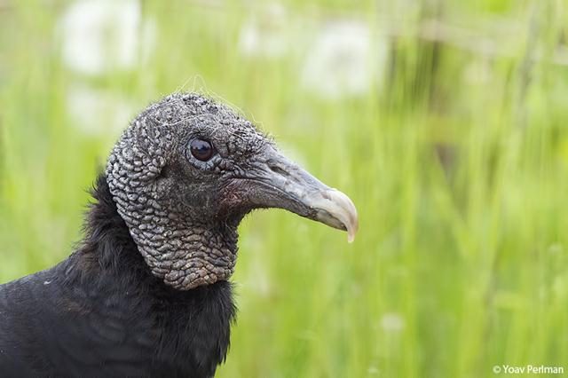 נשרון שחור (Black Vulture) (צילום: יואב פרלמן, החברה להגנת הטבע) (צילום: יואב פרלמן, החברה להגנת הטבע)