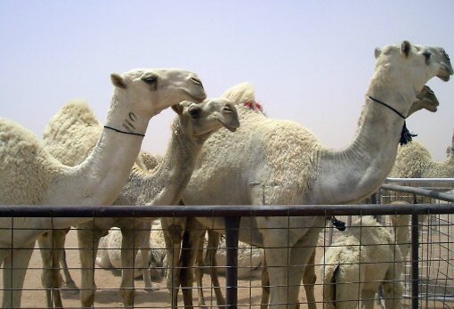 אחראים להדבקה. תחרות גמלים בערב הסעודית (צילום: רויטרס)