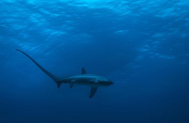כריש שועל (צילום: רפי עמר) ()