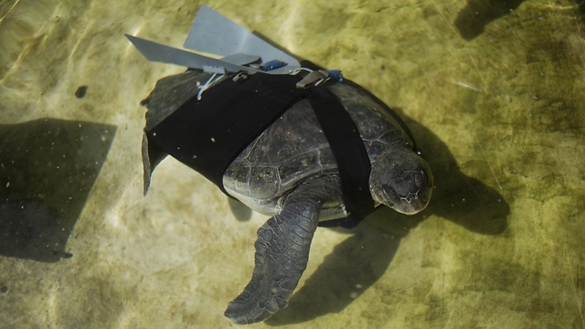 Hofesh swims with a prosthetic fin at the Sea Turtle Rescue Center in Michmoret (Photo: AP) (Photo: AP)