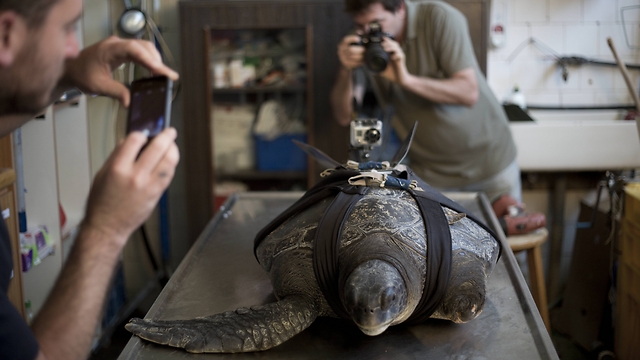 Yaniv Levy, director of Israel's Sea Turtle Rescue Center, back, and Shlomi Gez, an industrial design student, take photos of 'Hofesh' (Photo: AP) (Photo: AP)