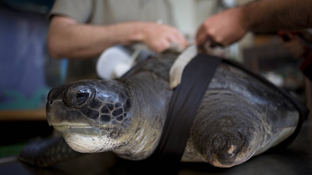 Hofesh, the Hebrew word for 'freedom,' receives a new prosthetic fin at the Sea Turtle Rescue Center in Michmoret (Photo: AP) (Photo: AP)