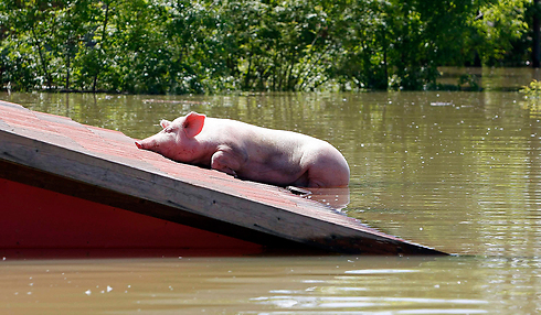 גם בעלי החיים נפגעו מפגעי הטבע. חזיר בווז'קובה (צילום: רויטרס) (צילום: רויטרס)