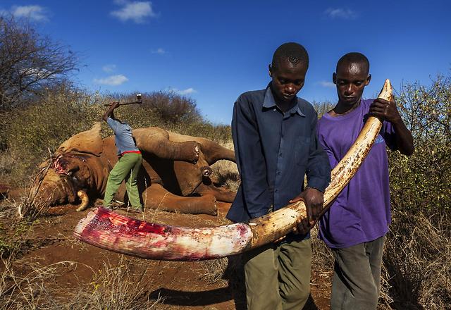 Brent Stirton (South Africa)- Wildlife Photographer of the Year 2013