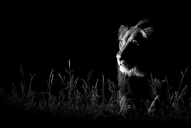 צילום: Andrew Schoeman (South Africa)- Wildlife Photographer of the Year 2013