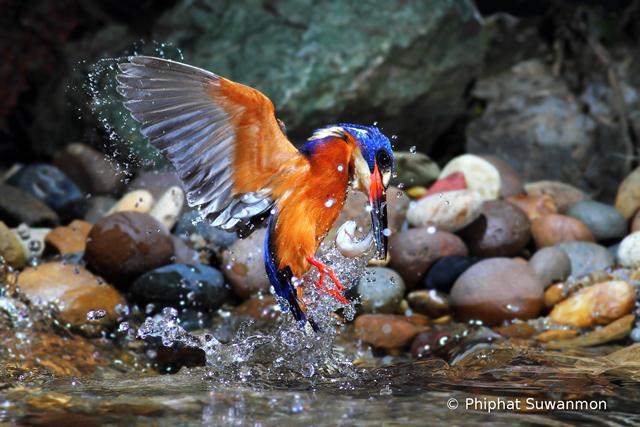  (צילום: HBW World Bird Photo Contest 2014) (צילום: HBW World Bird Photo Contest 2014)