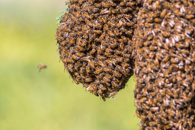 נחיל דבורים (צילום: ערן גיסיס) ()