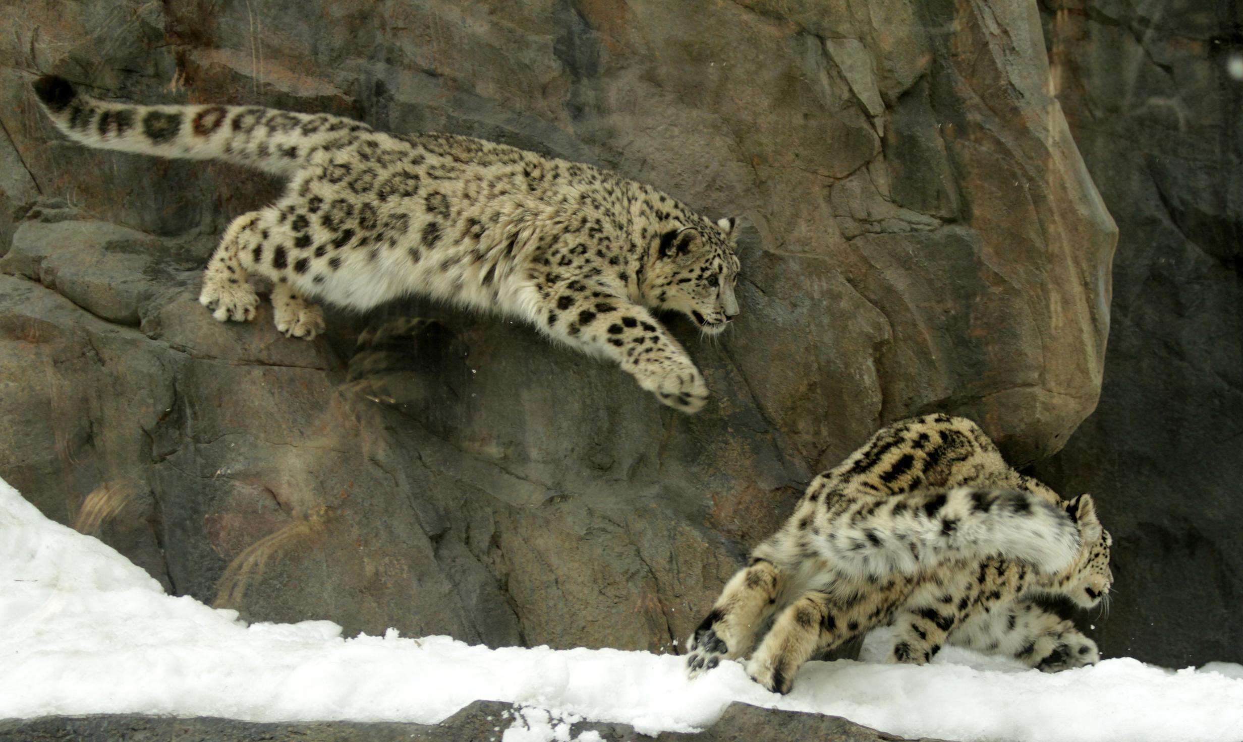 Снежный барс фото животного в прыжке