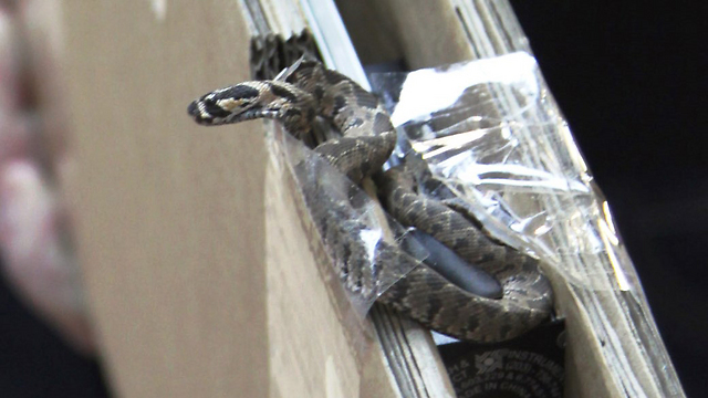 הנחש שהכיש בדלתון (צילום: סימון חדד) (צילום: סימון חדד)
