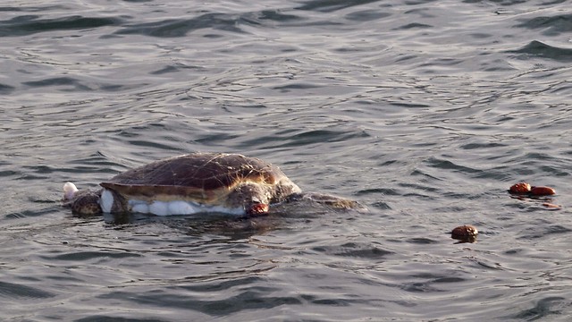 צב ים מת לאחר שנתפס ברשת דיג (צילום: אסף צבר, רשות הטבע והגנים) ()