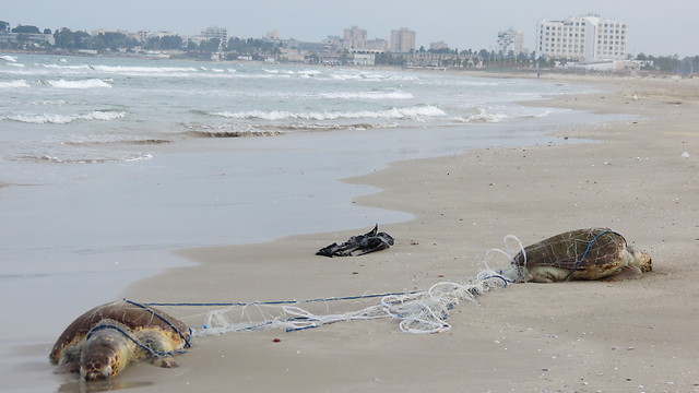 שני צבי ים חומים שנמצאו מתים ומסובכים ברשת דיג בחוף עכו בחודש שעבר (צילום: גיא זהרוני, רשות הטבע והגנים) ()