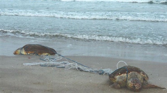 שני צבי ים חומים מתים לאחר שנתפסו ברשת דיג ונמצאו בחוף עכו  (צילום: גיא זהרוני, רשות הטבע והגנים) ()