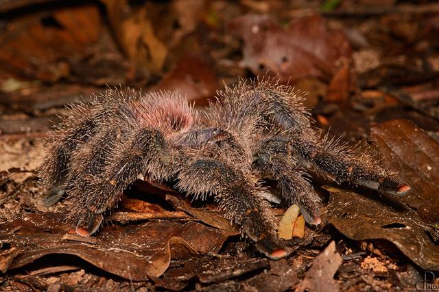 עכביש טרנטולה ביערות הגשם בפרו  (צילום:פאבלו רודאף) ()