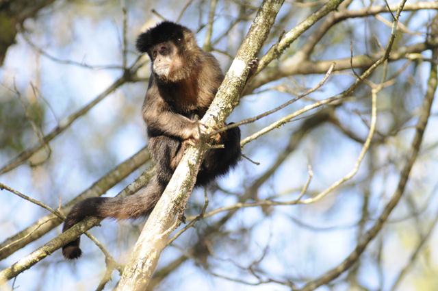 קוף מסוג קפוצ'ין שחור מתצפת על עץ (צילום: © WWF-Brazil / Adriano Gambarini) ()