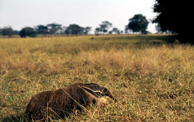 דב נמלים ענק (צילום:  © Michel Gunther / WWF-Canon) ()