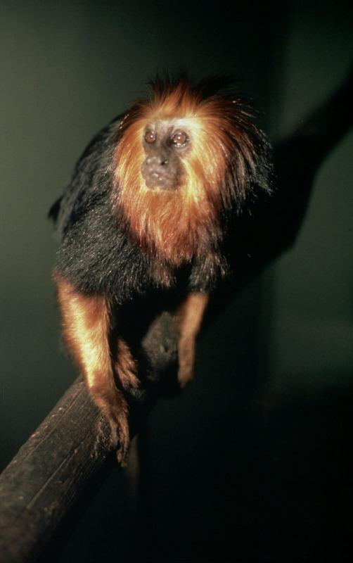 טמרין זהוב ראש (צילום: © Russell A. Mittermeier / WWF-Canon) ()