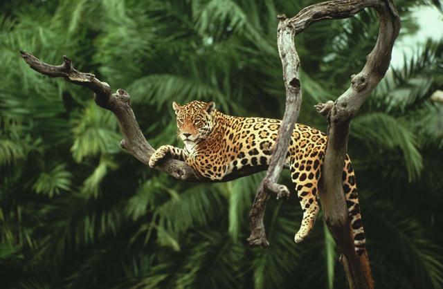יגואר על עץ (צילום: Y.-J. Rey-Millet / WWF-Canon) ()