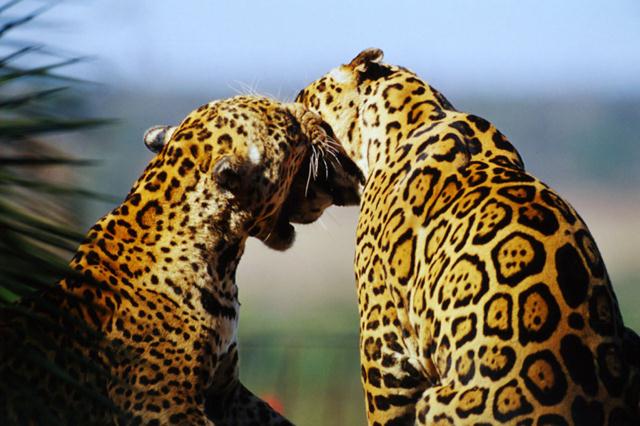 מפגש בין שני יגוארים בטבע (צילום: © Michel Gunther / WWF-Canon) ()
