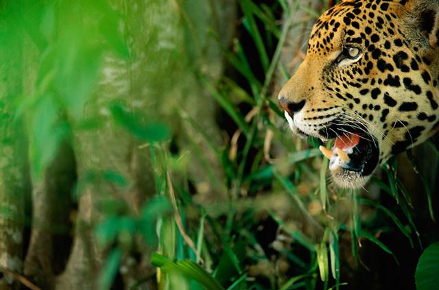 יגואר. אחד מטורפי העל של ברזיל. צד מכרסמים, יונקים וגם זוחלים גדולים (צילום: © Staffan Widstrand / WWF) ()