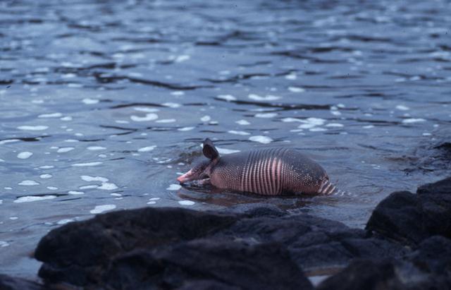 הקמע של המונדיאל, הארמדיל, נמצא בסכנת הכחדה בטבע (  © Roger Leguen / WWF-Canon) ()