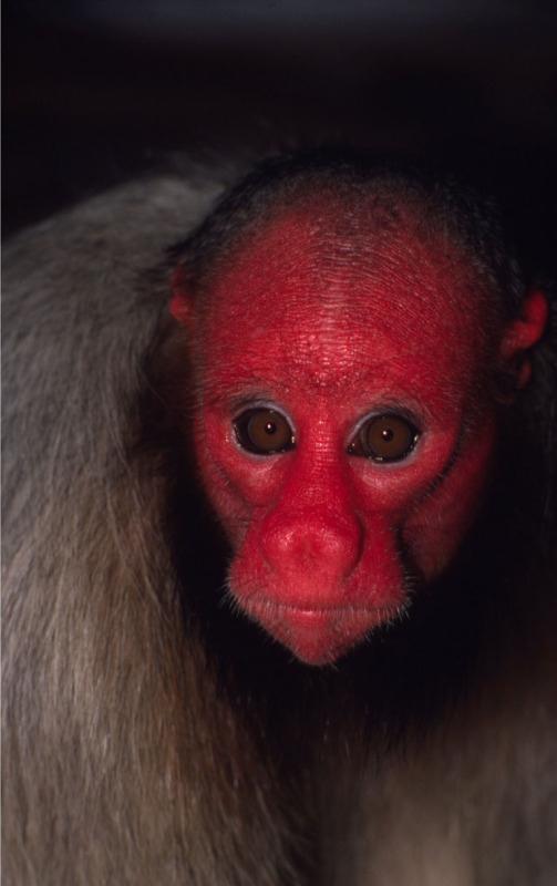קוף אואקרי קירח אדום ביערות ברזיל. אחד הקופים הנדירים בעולם, לא רק מבחינת גודל אוכלוסיית הקופים שנותרה בטבע ומונה מספר מאות בלבד, אלא גם במראה הפנים האדמדם והבוהק (צילום: © Edward Parker / WWF-Canon) ()