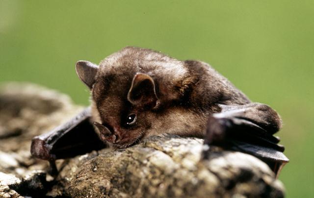 עטלף חרקים (צילום:  © Michel Gunther / WWF-Canon) ()
