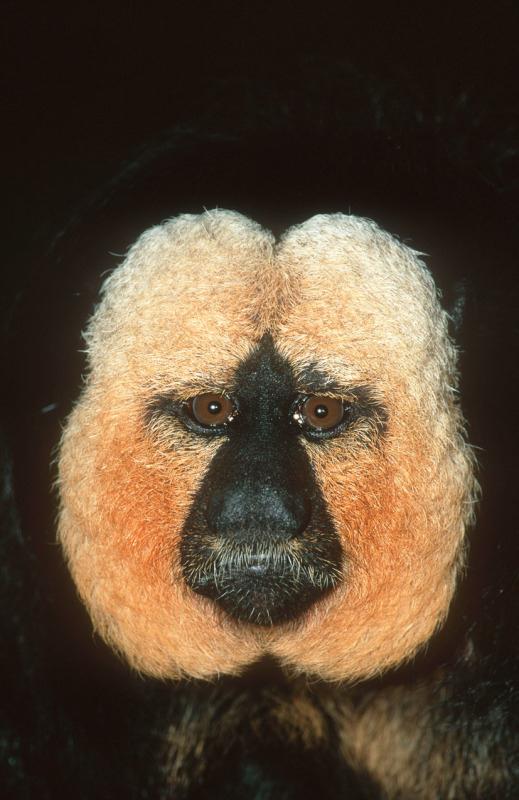 סאקי לבן פנים (צילום:  © Martin Harvey / WWF-Canon) ()