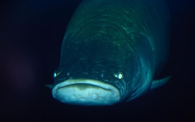 דג הארפאימה. אחד מדגי המים המתוקים הגדולים ביותר בעולם (צילום: © Michel Roggo / WWF-Canon) ()