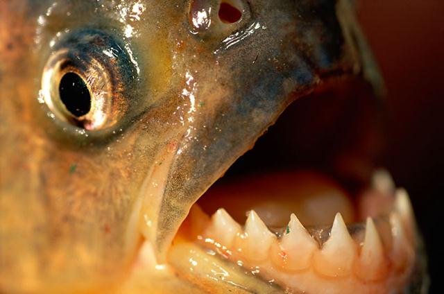 דגי הפיראנה עשויים להגיע לאורך של כ-30 ס"מ, מצויידים בשיניים חדות והם ניזונים בעיקר מדגים, סרטנים, דו-חיים ימיים, זרעים, פירות וחלקי צמחים שונים. (צילום: © Staffan Widstrand / WWF) ()