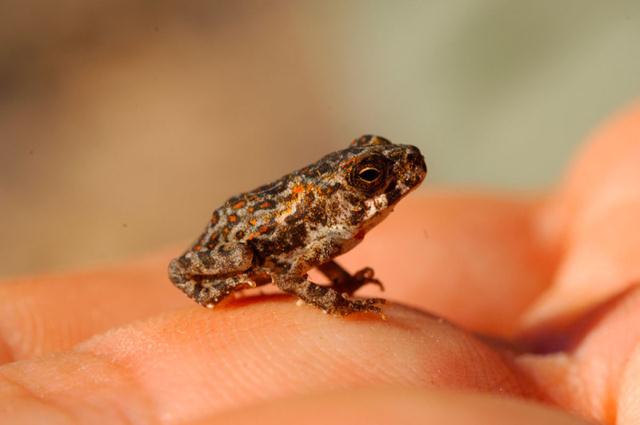 צפרדע זעירה ( © Zig Koch / WWF) ()