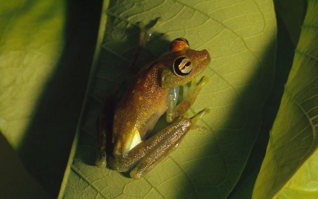 צפרדע עצים (צילום: © Juan Pratginestos / WWF-Canon) ()