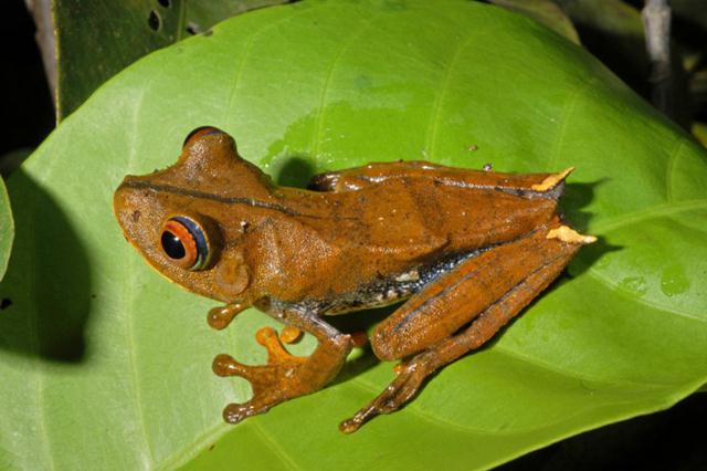 צפרדע עצים (צילום: © Zig Koch / WWF) ()