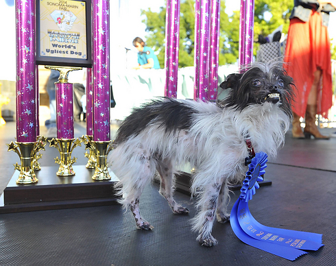 פינאט, הזוכה הגדול בתחרות הכלב המכוער בעולם (צילום: AFP) (צילום: AFP)