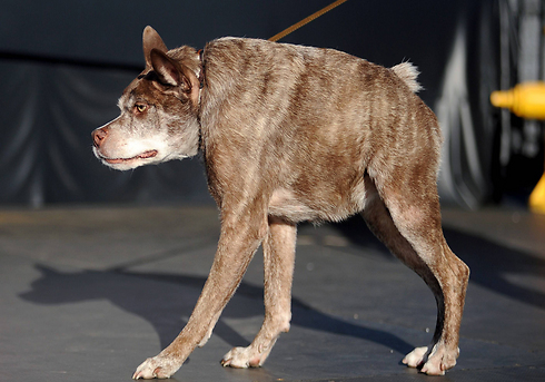 הכלב קואזי מודו  (צילום: AFP) (צילום: AFP)