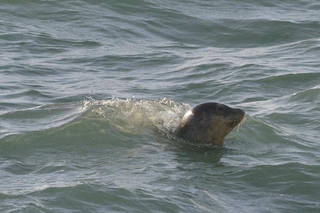 שוחה בשבת מול ראש הנקרה. נקבת כלב ים נזירית ים תיכונית (צילום: לירון סמואלס) (צילום: לירון סמואלס)