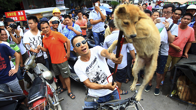 מוכר כלבים מניף כלב לאות התרסה נגד פעילים למען בעלי חיים שמחו בעיר (צילום: AP) (צילום: AP)