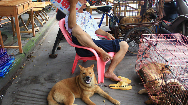 מוכר כלבים לשחיטה מחכה ללקוחות ביולין (צילום: EPA) (צילום: EPA)