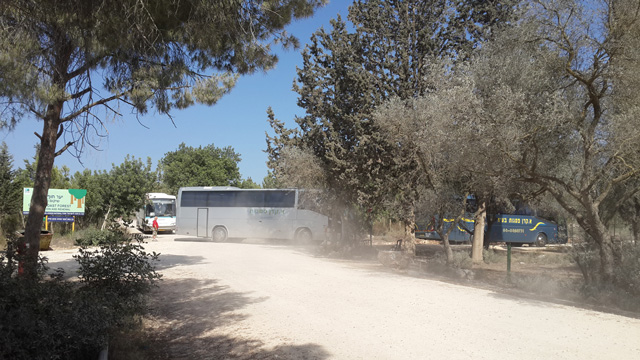 אוטובוסים מפנים את החניכים מיער עופר (צילום: אחיה ראב"ד) (צילום: אחיה ראב