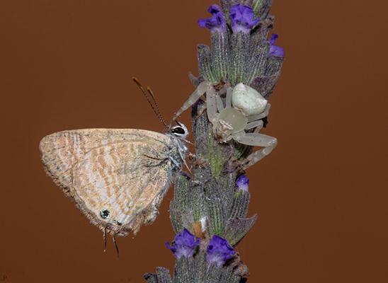 סרטביש הפרחים (ימין) וכחליל האפון (שמאל) במושב ברכיה  (צילום:רועי פרץ) ()