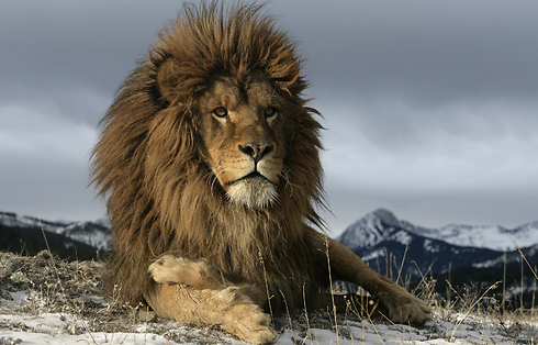 רעמה המייצגת את כתרו. מלך החיות (צילום: shutterstock) (צילום: shutterstock)