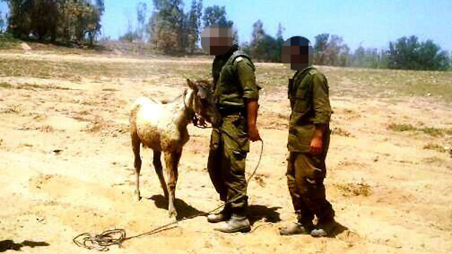  (צילום: באדיבות  "פגסוס - עמותה למען סוסים וחמורים בישראל") (צילום: באדיבות  