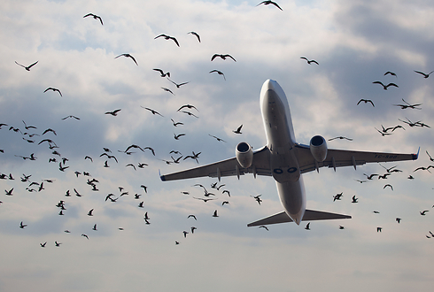 ציפורים. מסוכנות בעיקר בהמראה ובנחיתה  (צילום: shutterstock)