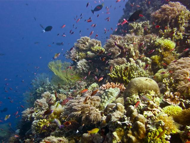 אטול Tubbataha נחשב לאחד המקומות העשירים ביותר בעולם של מיני דגים ושוניות אלמוגים (צילום: Lory Tan / WWF) ()