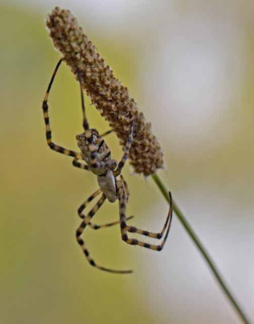 עכביש בנתניה (צילום: נעמי זהבי גולדשטיין) ()
