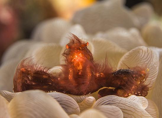 סרטן על אלמוג בועות (צילום: רפי עמר) ()