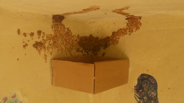 קופסת תמרים ריקה שהודבקה לקיר באמצעות דבק חם, בסמוך לשרידי הקן המקורי (צילום: באדיבות משפחת רבינוביץ') (צילום: באדיבות משפחת רבינוביץ')