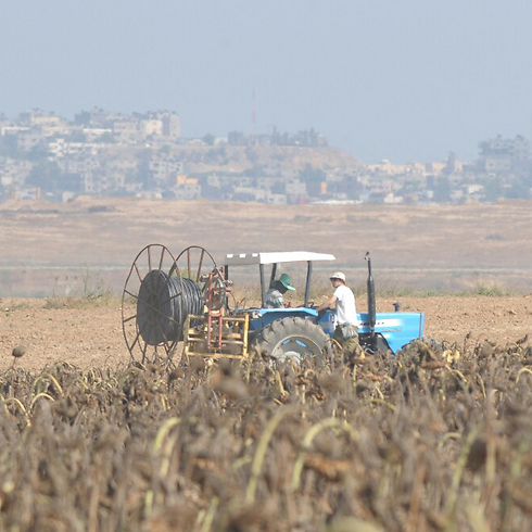 חקלאים בשדה בעוטף עזה, הבוקר (צילום: אבי רוקח ) (צילום: אבי רוקח )